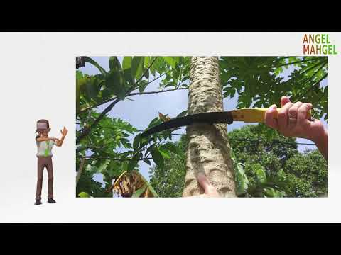 Cutting Papaya Tree