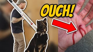 AGGRESSIVE German Shepherd ATTACKS Trainer Aggressive dog training