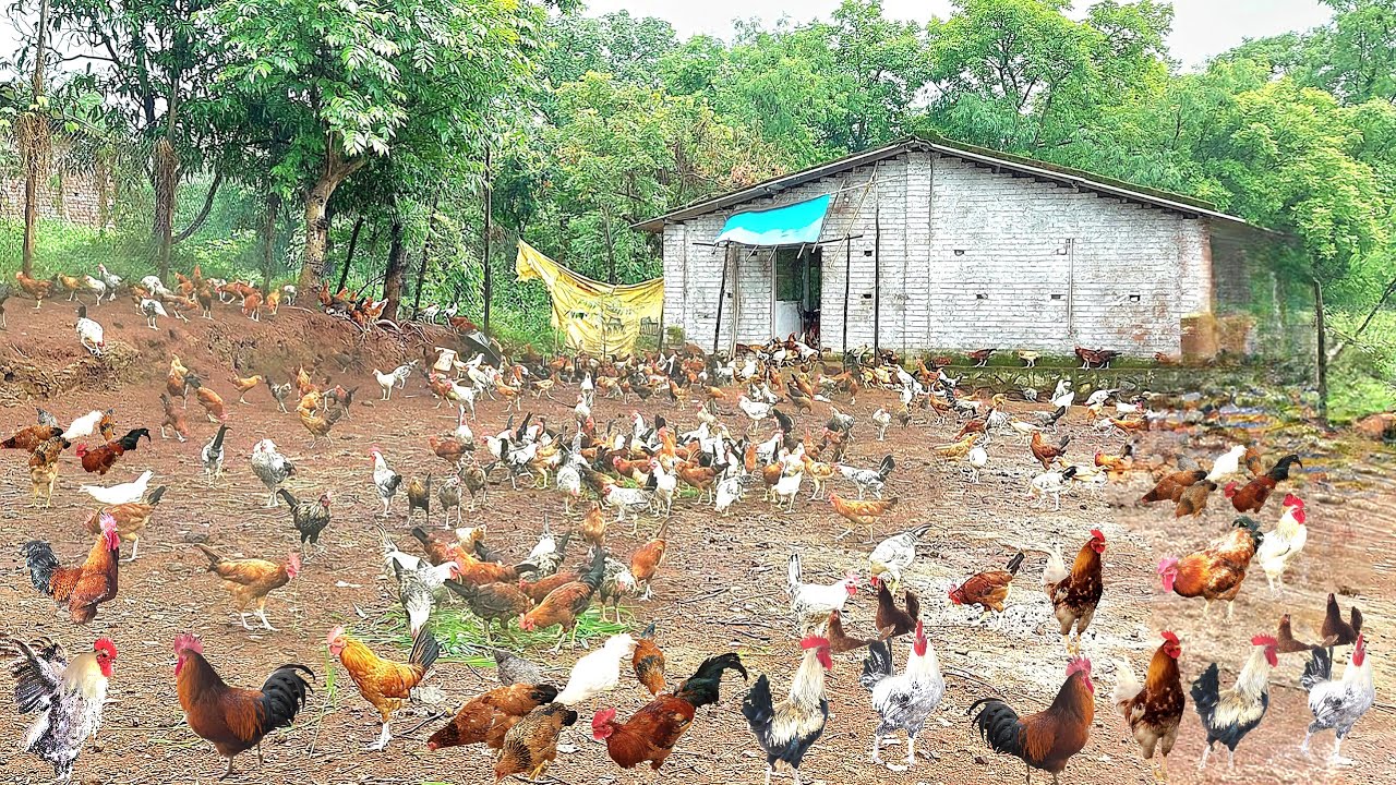 desi poultry farm business plan