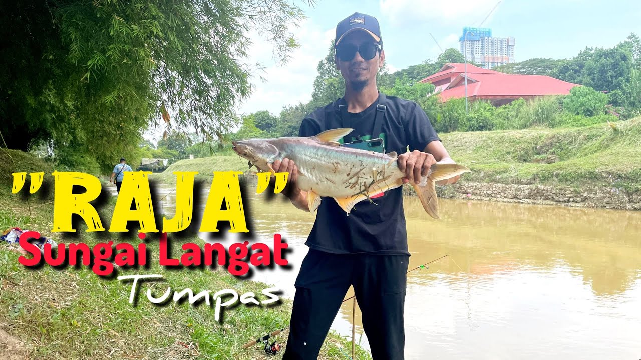 Ikan Patin Sungai Langat - Tumpas dengan roti kosong