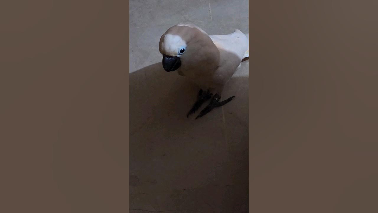 Cute 😍 Moluccan cockatoo loves hopping on the floor 🥰 ️ YouTube