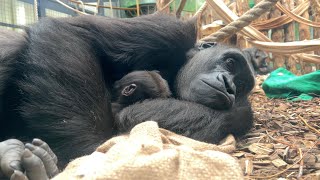 Baby gorillas born at London Zoo