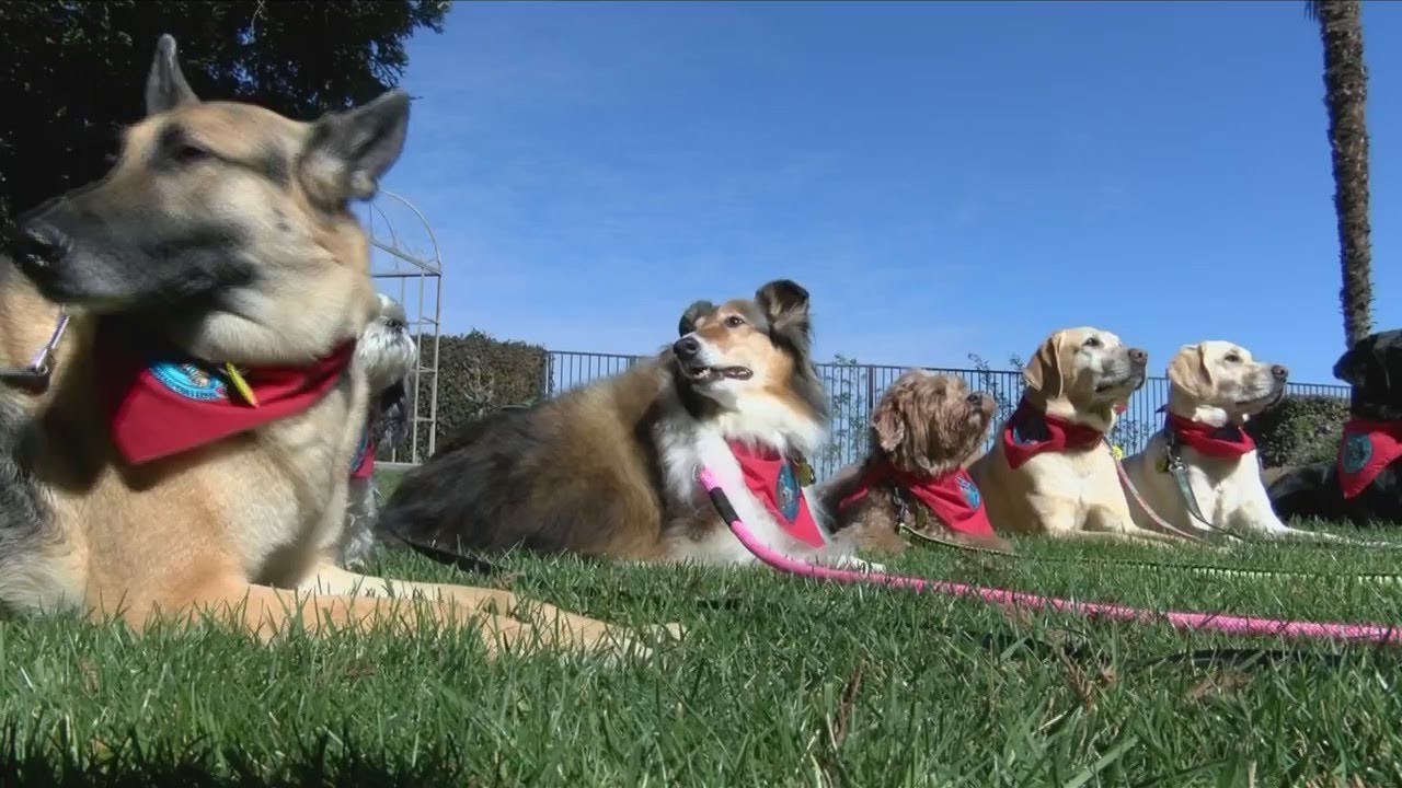 Therapy Dogs International YouTube