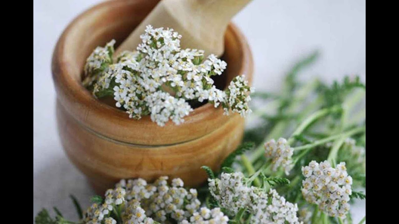 Тысячелистник полезные свойства и противопоказания