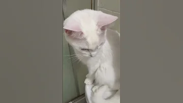 Kitty Cat Catlovers Funny Viral 