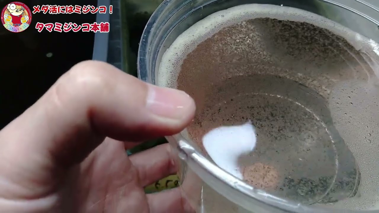 ミジンコ爆殖装置】ミジンコを間引いてリセットを伸ばす方法【ミジンコ 
