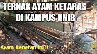 TERNAK AYAM KETARAS (KAWIN SILANG AYAM ARAB DAN AYAM RAS)