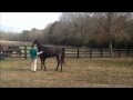 Mccurdy plantation horse  maggie