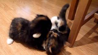 Cute Kittens play fighting