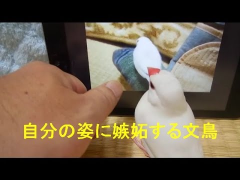 文鳥 (Java Sparrow) 文次郎　タブレット画面に映る自分にヤキモチ