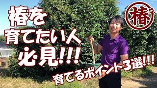 椿を育てたい人必見！よくあるご質問にお答えします♪