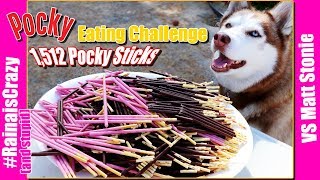 Pocky Eating Challenge Vs Matt Stonie 1,512 Pocky Sticks Yamibuy Rainaiscrazy