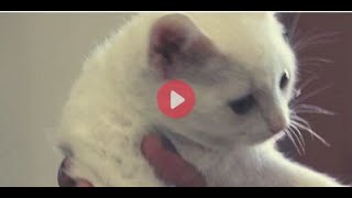 Friends of Upland Animal Shelter to the Rescue: Hoarding Situation