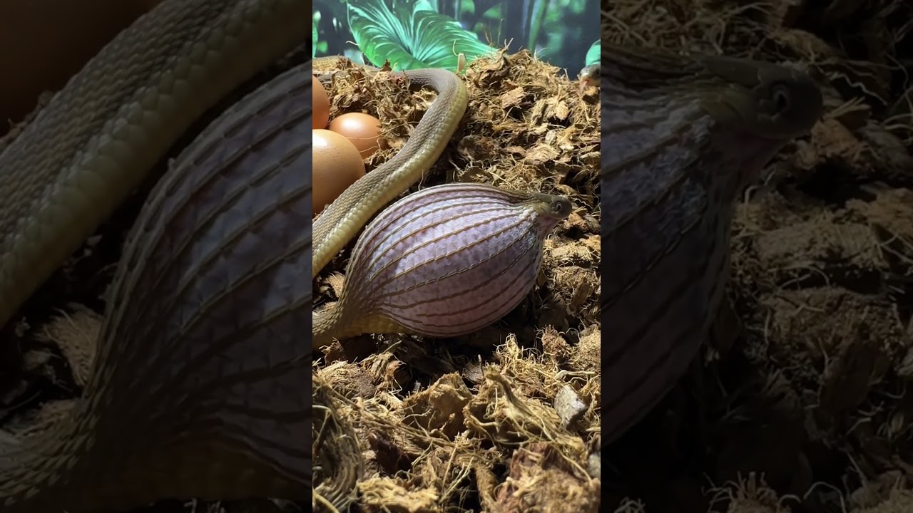 Snake eats jumbo chicken egg!