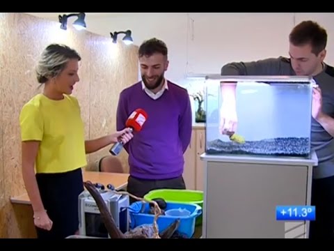 აკვალაბი | AquaLab | როგორ მოვუაროთ მცენარეებიან აკვარიუმებს