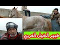 عم سعداوي خبير الخيل العربي الاصيل طلع قنبله ويعرف كل حاجه عن الخيل اسمع واحكم بنفسك 