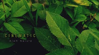 Cinematic Alam Nature |  Cinematic Alam | Backsound music No copyright | Aesthetic alam