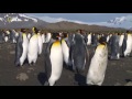 Удивительные существа (Королевский пингвин)