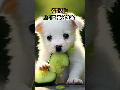 오이먹는 강아지 오이효과 #강아지먹방 #오이 #댕댕이 #shortsvideo