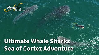 Ultimate Whale Sharks - Sea of Cortez Adventure #whaleshark #seaofcortez #bajacalifornia