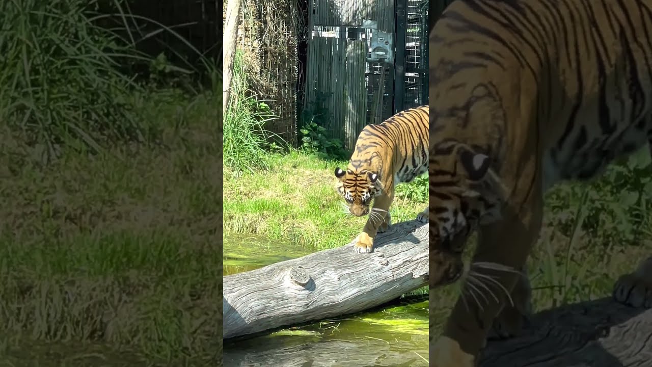 Puli - Tiger - புலி - කොටියා - बाघ