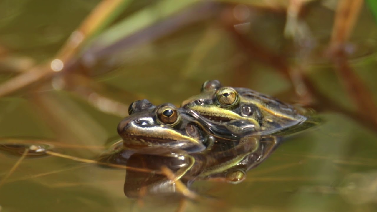 Grenouille des Mascareignes (Ptychadena mascareniensis)