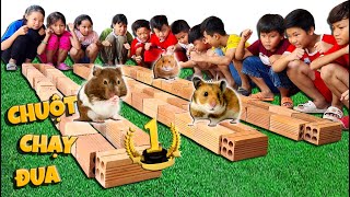 Tony | Cuộc Thi Đua Chuột - Hamster Race