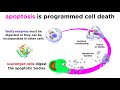 Apoptosis programmed cell death