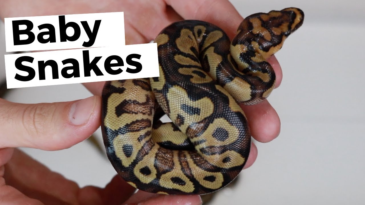 petco hours Baby Snakes Take Their First Bath!!