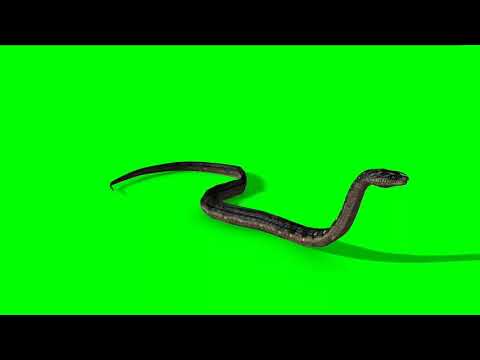 Azad Singh green screen snake video