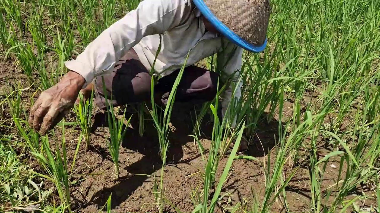 SMART TRICKS FOR REMOVING WEEDS ON RICE PLANTS BY REMOVING THEM WITHOUT TOOLS - Agriculture Farming