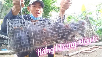 Thăm bẫy chuột dính toàn hàng đại Hòa Nguyễn Vlog
