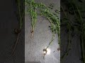 Chana Germination Practical # Root aur Shoot ka Growth # Shortviral