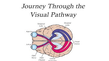 Journey Through the Visual Pathway