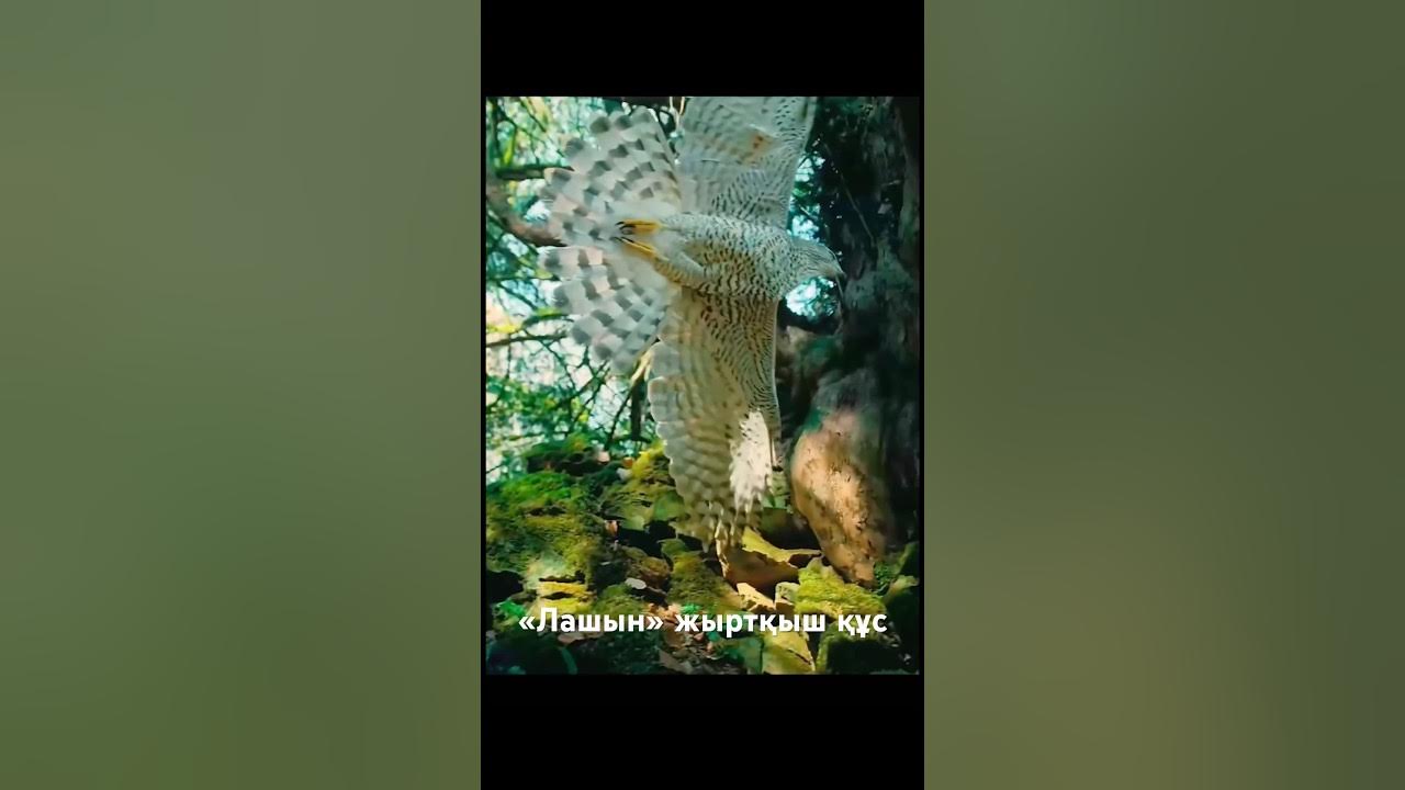 Көршінің енесімен жыныстық қатынас порно видео