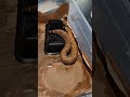 2022 US CBB Viper Boa female rehousing.