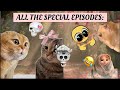 "✨ ALL THE SPECIAL EPISODES ✨", That will make you laugh 😂 🤣 #catmemes #memesphobiaworld