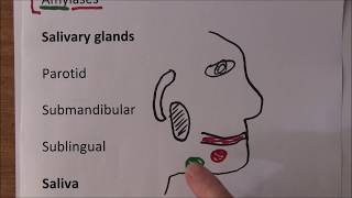 Digestive System 9, Digestive enzymes full detailed lecture