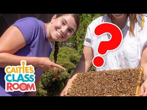 Let's Learn About Bees | Caitie's Classroom