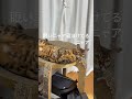眠いニャア、寝ぼけてるニャア。 #ネコ #cat #猫 #ねこ #ペット #動物 #生き物 #ベンガル猫 #ベンガル #とらねこ #いえねこ