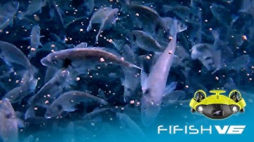 Feeding Frenzie | Captured in 4K by the FIFISH V6 Underwater Robot