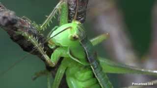 Chinese Katydid (Gampsocleis gratiosa)  蝈蝈