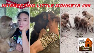 Favorite Friends #99 / INTERESTING LITTLE MONKEYS