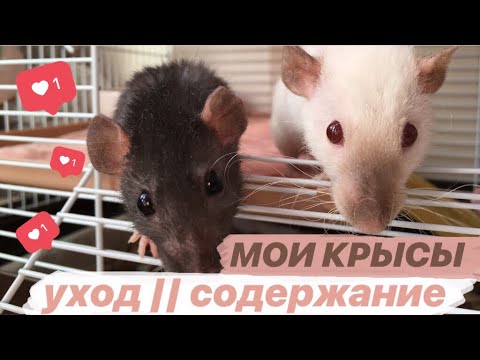 МОИ КРЫСЫ &#55357;&#56320; || УХОД и СОДЕРЖАНИЕ: клетка моих крыс))