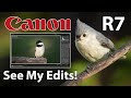 Canon r7 bird photography 100500mm lens see my edits