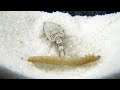 蟻獅：躲藏在沙子中的頂級殺手！Ant lion: a terrible killer lurking in the sand!