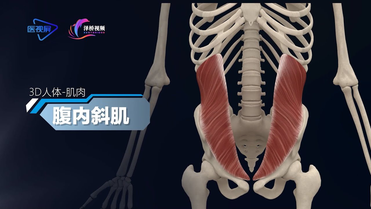 人体的奥秘-腹内斜肌