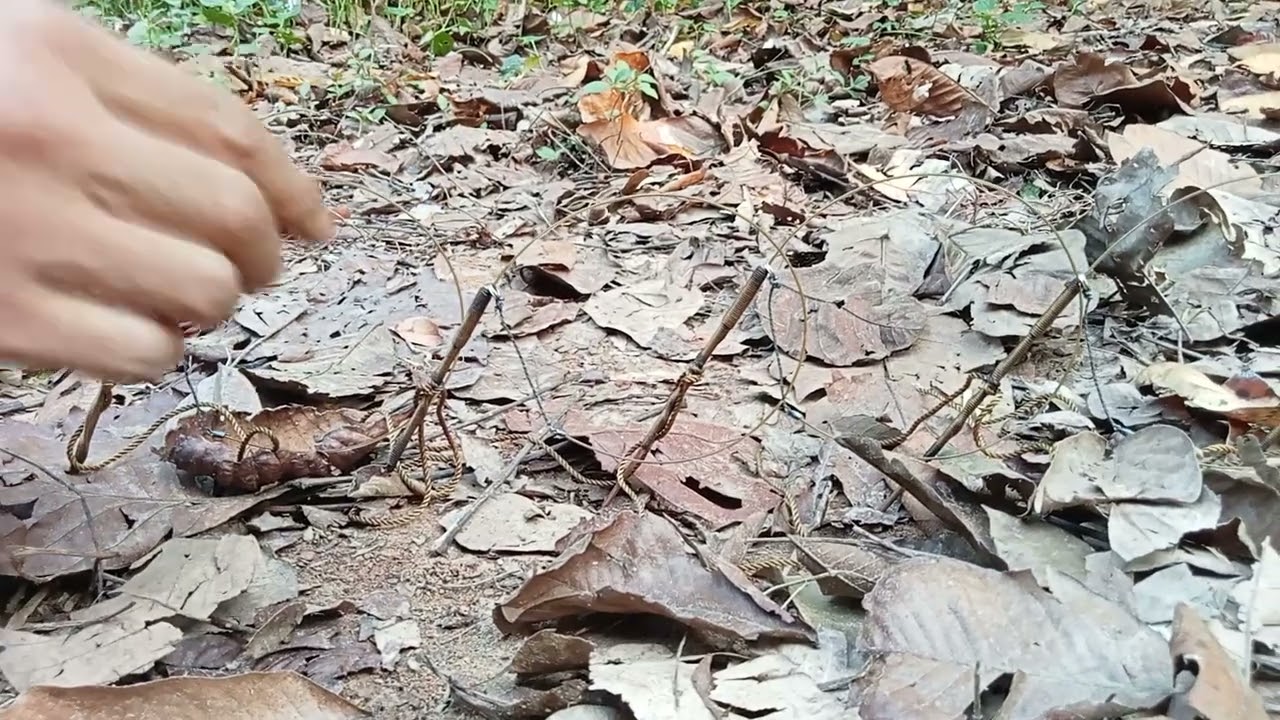 วีธีปักครืนดักไก่ป่า30หลักแบบล้อมไก่ต่อมี2วีธีสลับฟันปลาและปักตามหลักดูวีธีที่ถูกต้อง!ห้ามปักตั้งตรง