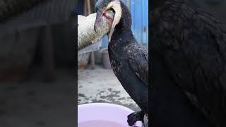 Watch This Crazy Bird Swallow A Fish Bigger Than Its Head
