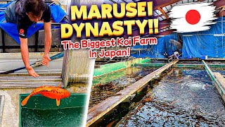 THE MARUSEI EMPIRE!! AMAZING KOI FARM!